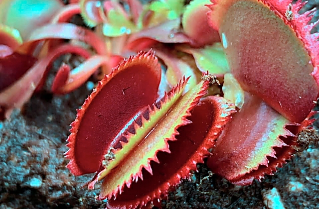 Carnivorous Plants