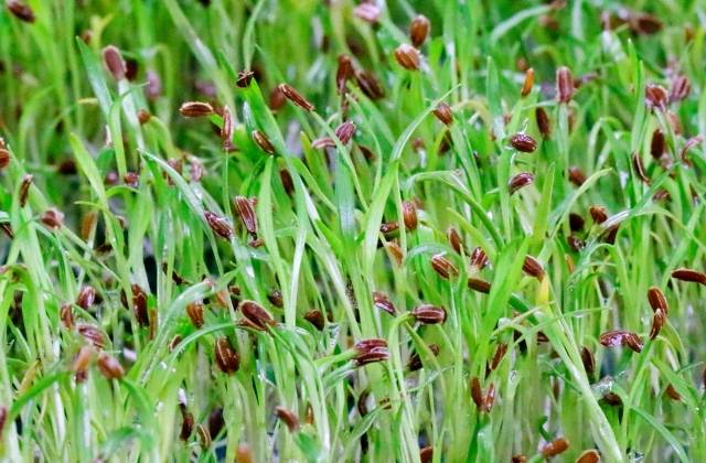 Microgreens