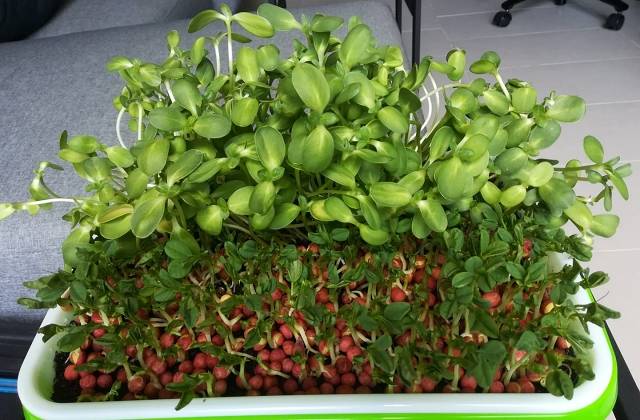 Microgreens