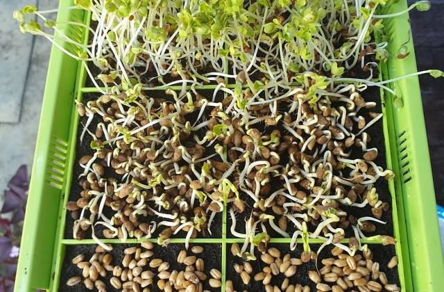 Microgreens