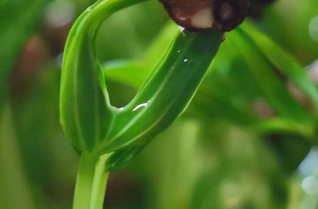 Microgreens