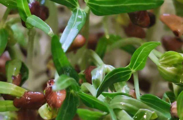 Microgreens