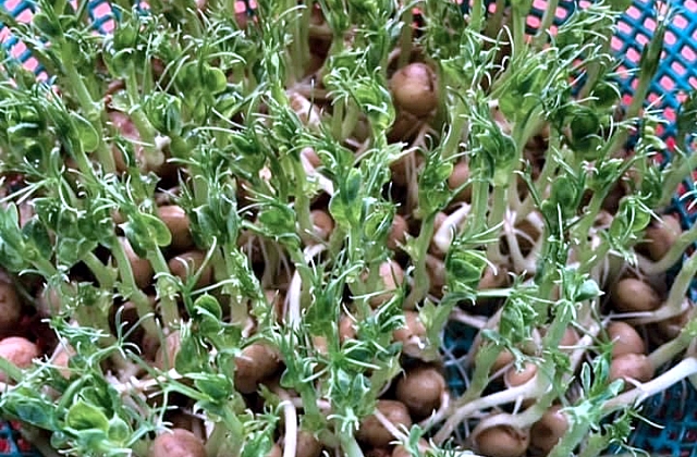 Microgreens