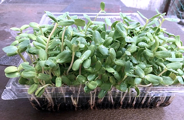 Microgreens