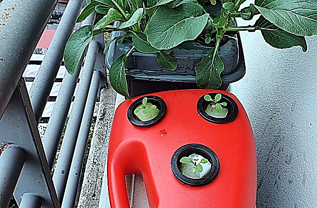 Vegetables to Grow on an Apartment balcony